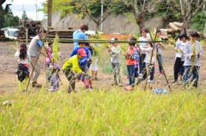 Children participating in rice harvest