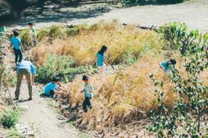 Organic rice farming using recycle waste water