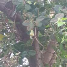 Cashew nut flower and fruit