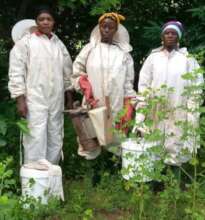 women beekeepers of Fon