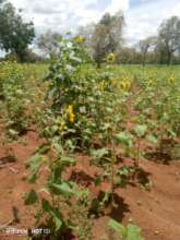 Field of sunflowers