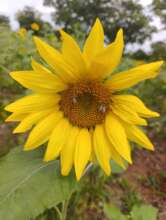 sunflower with bee