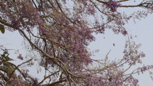 Bees around a tree in blossom