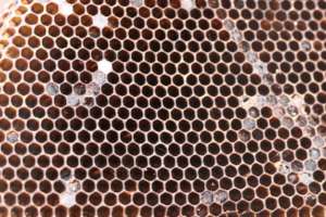 Wonderful work of the bees