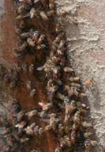 Bees looking for water