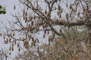 Baobab fruits