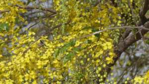 Cassia tree blossom