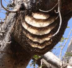 Swarm on  a Baobab tree