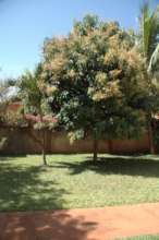 Mango tree with flowers