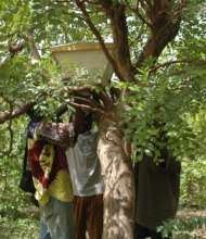 Placing the hives in a tree