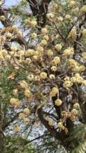 Shea tree flowers
