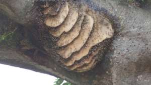 Swarm in  a baobab tree