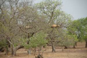 Traditional hives in trees