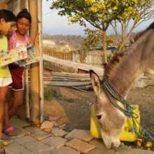 Domingo, the library-donkey