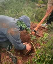 From "Tree Planting Activity" in Nablus