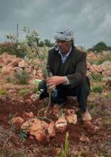 From "Tree Planting Activity" in Nablus