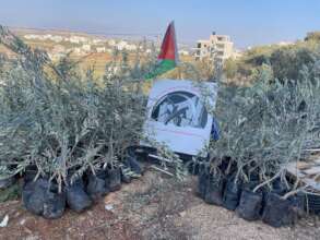 Olive saplings delivered to a farmer