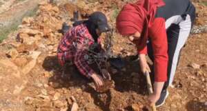 Planting olive trees with Palestinian farmers