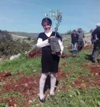 Planting Olive Tree seedlings near Jenin