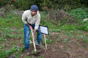 Tulkarem Tree Planting
