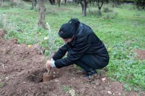 Tulkarem Tree Planting