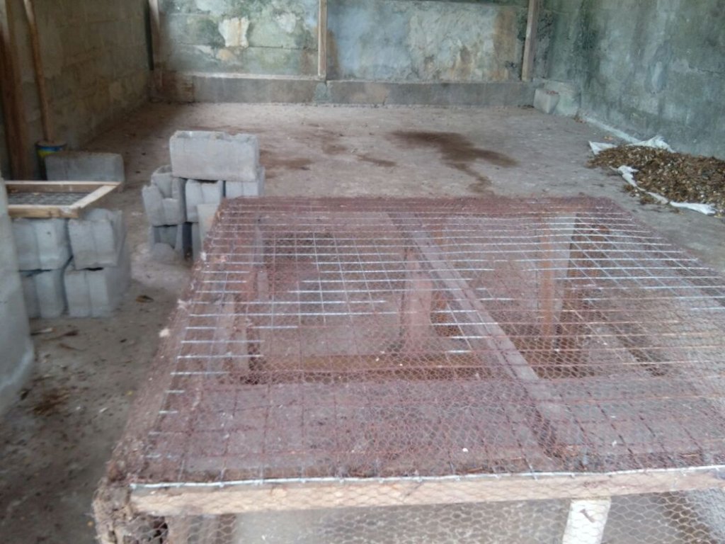 Help Purchase 300 Chicks for Dream Home Poultry