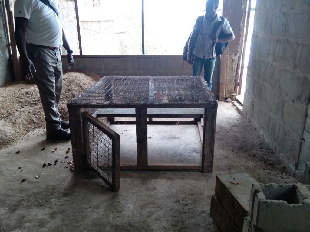 Help Purchase 300 Chicks for Dream Home Poultry