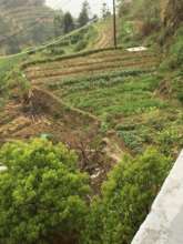 Greening the Desert by our winner