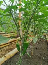 The greenhouse helps increase our food production