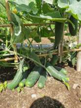 A bounty of cucumbers to feed many families