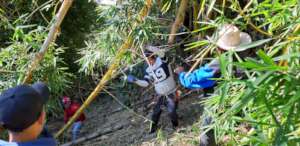 Collecting bamboo