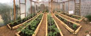 watching our tomatoes, melon and peppers flourish