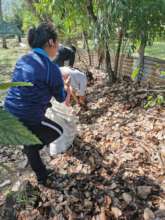 Collecting leaves for organic bochashi
