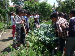 Companion planting in the garden