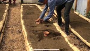 putting in the terracotta ollas for watering