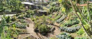 Aerial view of part of organic school garden