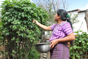 Picking Chaya from our garden for cooking class
