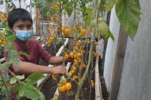 Harvesting yummy cherry tomatoes in the greenhouse