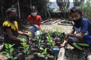 Citrus trees from the nursery