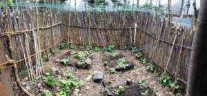 New Health Centre garden
