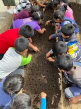 A whole class participating in planting radishes