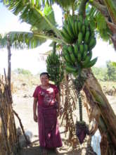 nutritous bananas in Dolores' back garden