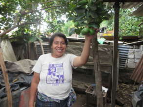 This lime tree produce over 800 limes in one year.