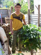 A nine month old chaya plant