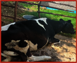 Our beloved pregnant dairy cow.