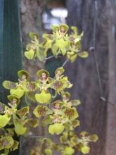 Orchids preserved in the school's display