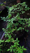 FONDAMA tire garden after flooding