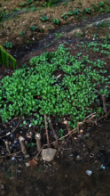 FONDAMA stunted garden after heavy rains