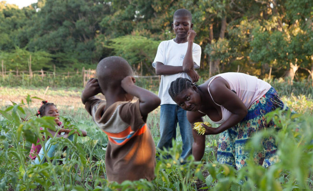 Revive 1000 Haiti Gardens After Hurricane Matthew