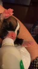 Sally- 5 days old